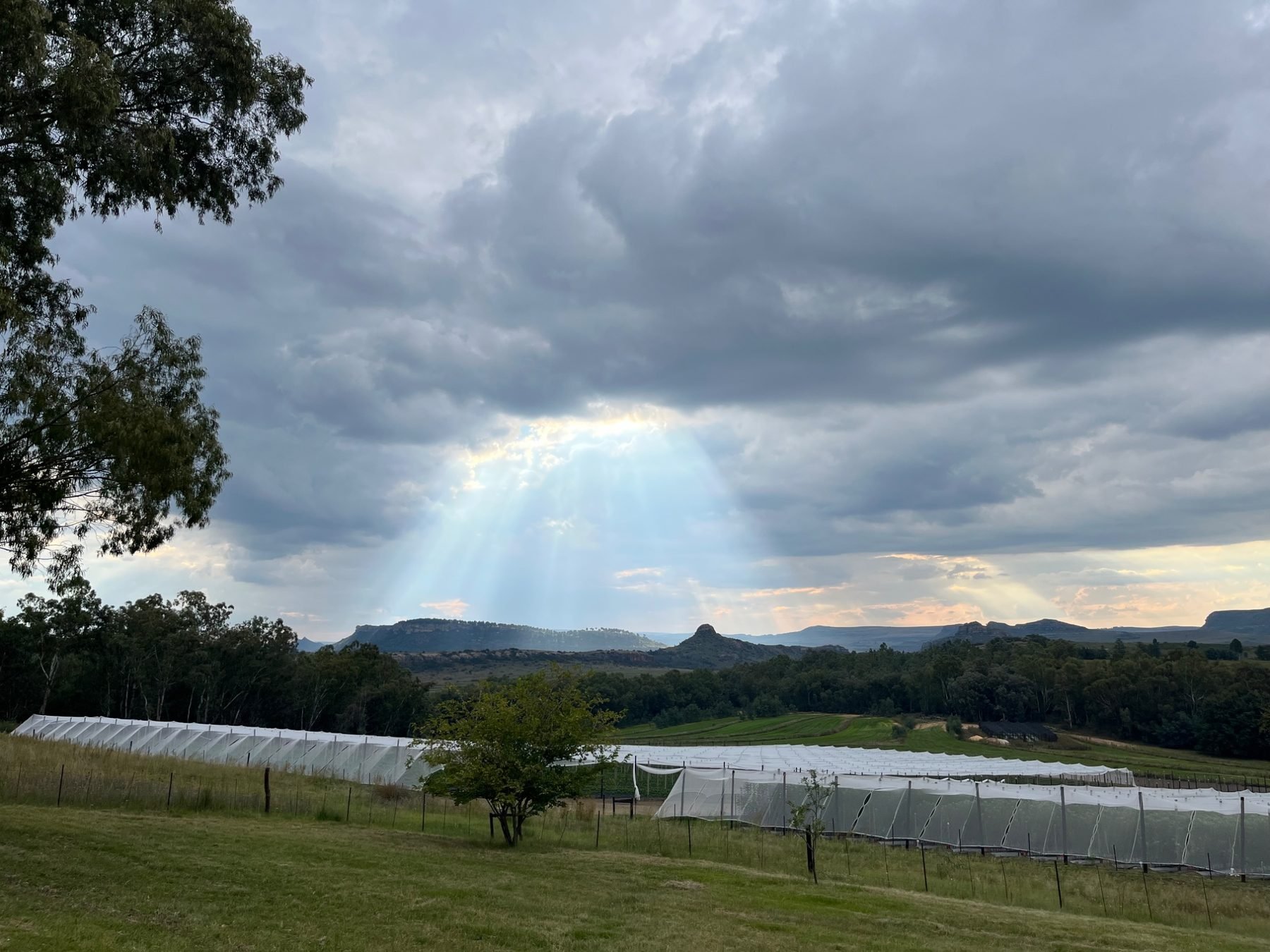 Apple tree nursery blocks under dramatic light rays, Maluti mountain backdrop, Eastern Free State