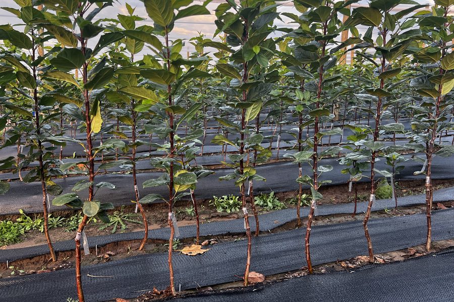 Budded apple rootstocks in nursery rows, Eastern Free State
