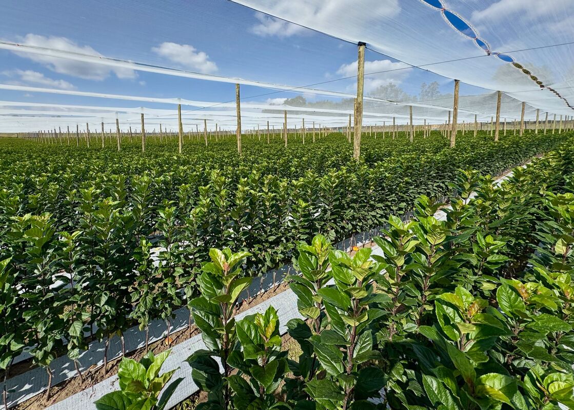 Apple tree nursery blocks under net, Eastern Free State