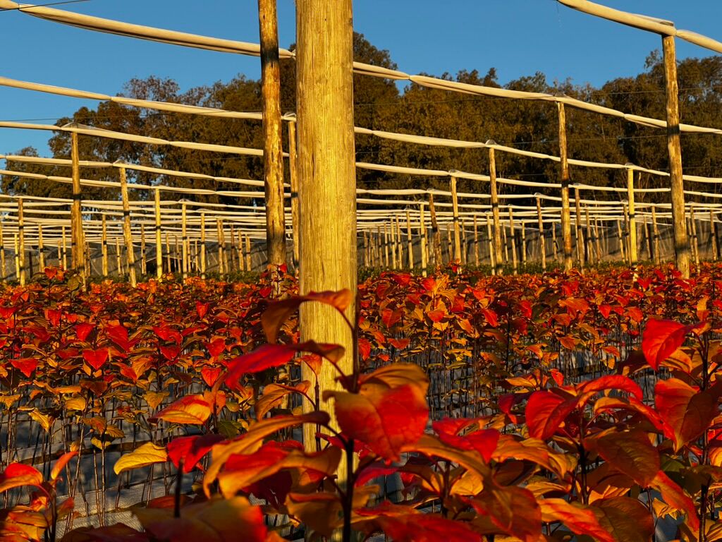 Autumn foliage in open field apple tree nursery blocks