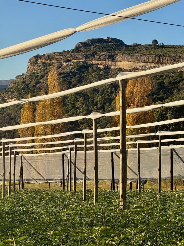 Open field apple tree nursery rows in winter, Eastern Free State