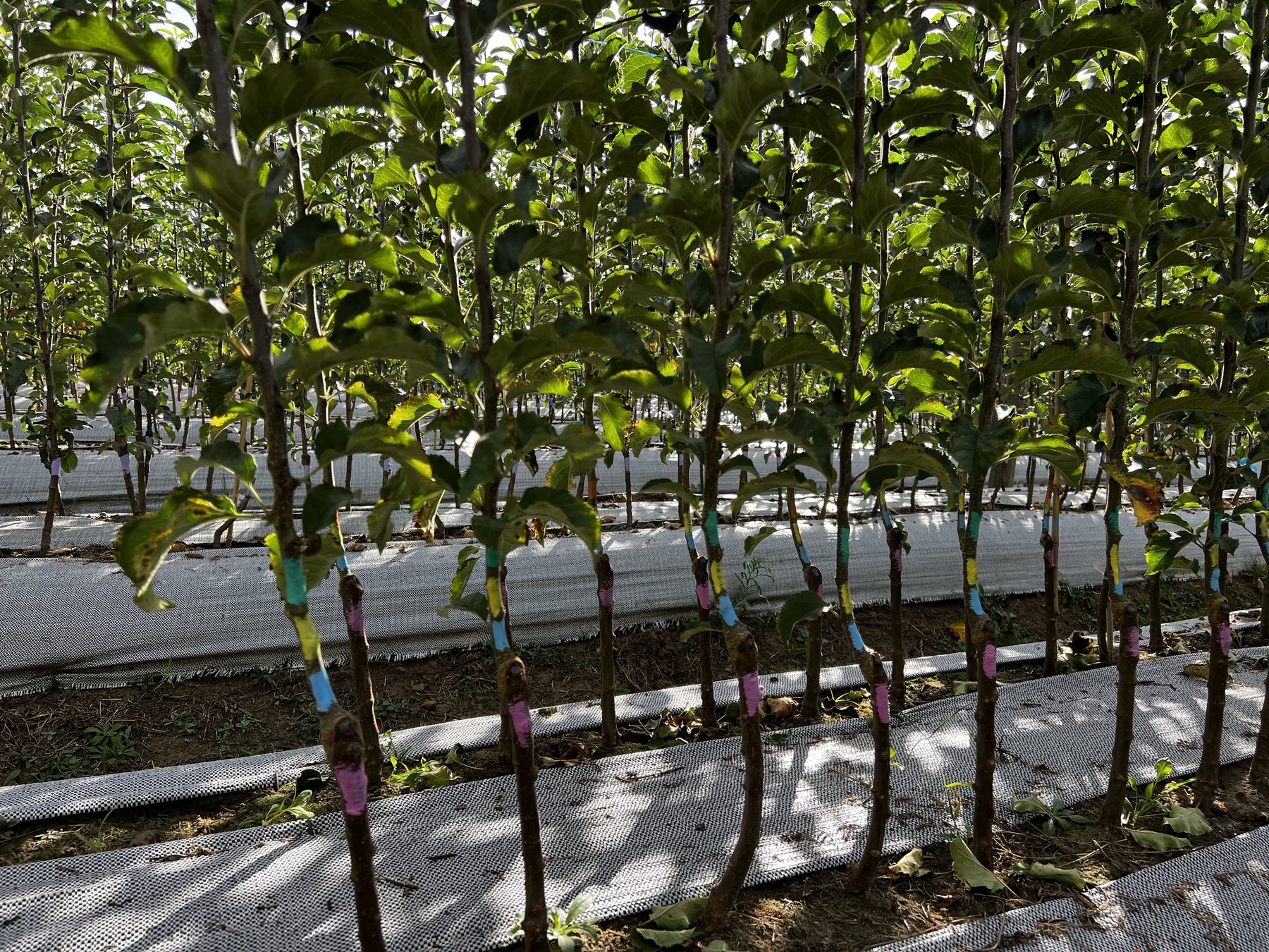 Budded apple trees with variety paint markers on Cornell Geneva rootstocks, Eastern Free State nursery
