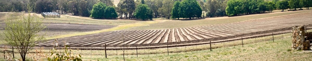 Open field apple tree nursery blocks on Uitgedacht Farm, Eastern Free State